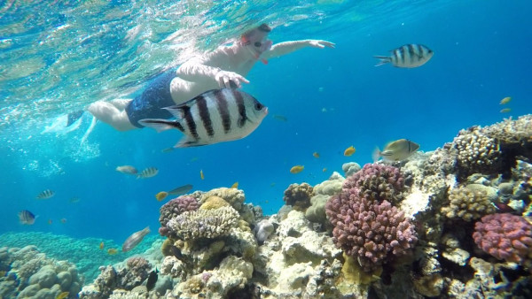 Safaga: Full Day Snorkeling Adventure All Inclusive Experience