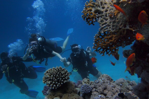 Hurghada: Scuba Diving Adventure for Certified Divers – Two Stunning Dives