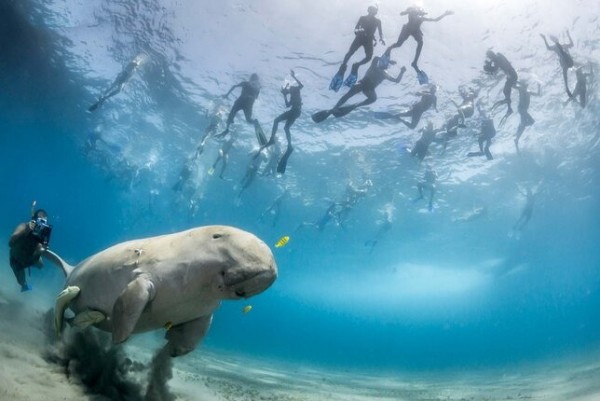 Safaga: To Marsa Alam Snorkeling with Dugongs & Turtles in Abu Dabab Bay