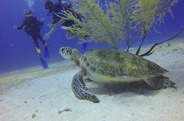 Top 10 Dive Sites in Sharm El Sheikh