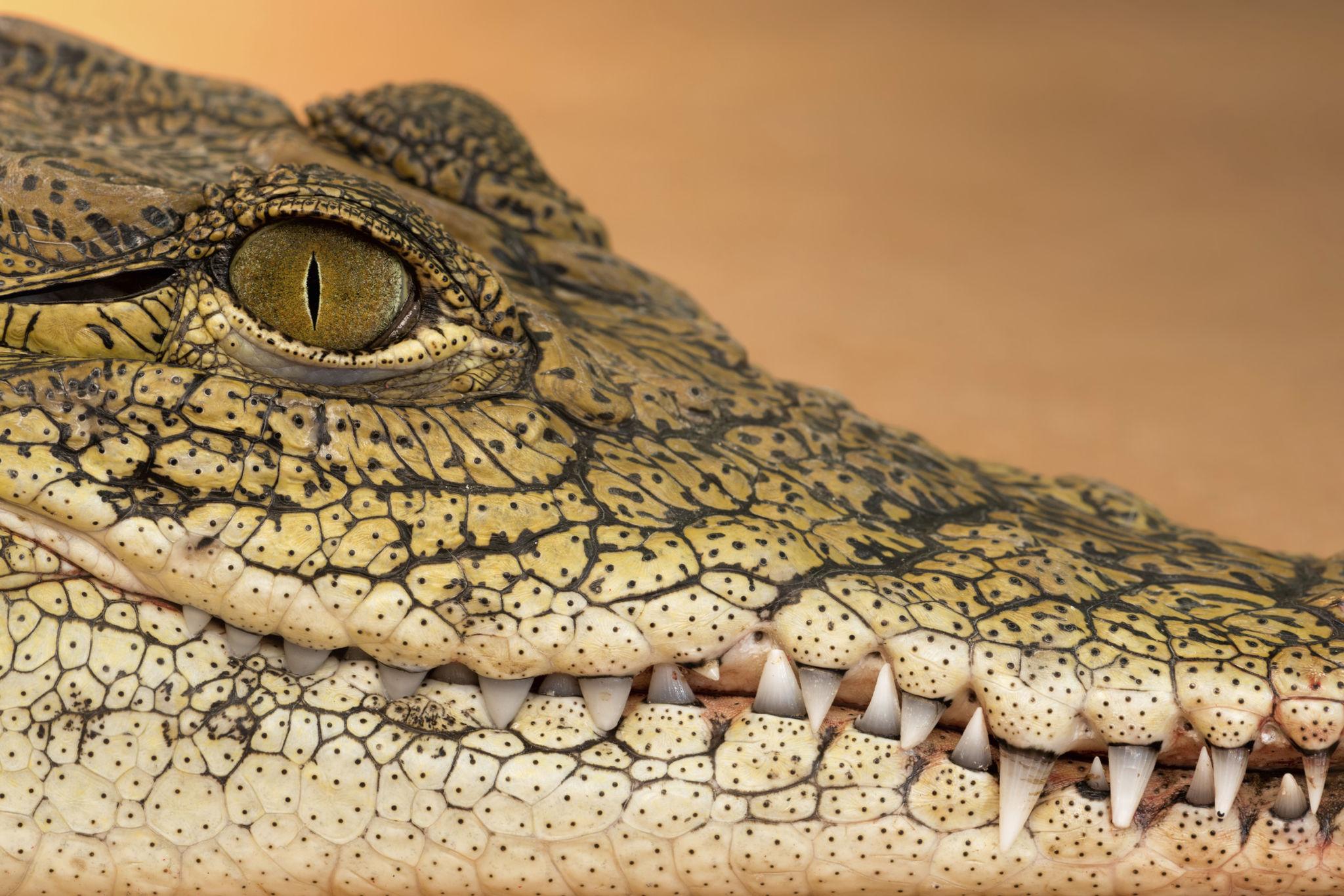 Dubai: Crocodile Park Wildlife Tour with Private Transfers